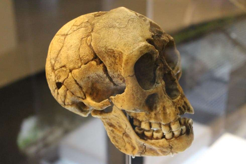 Cráneo del Museo de la Evolución Humana, una de las mejores cosas que hacer en Burgos con niños.