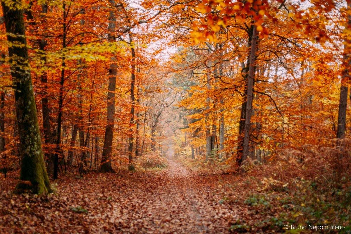 bosque de fontainebleau los colores de otoño en francia
