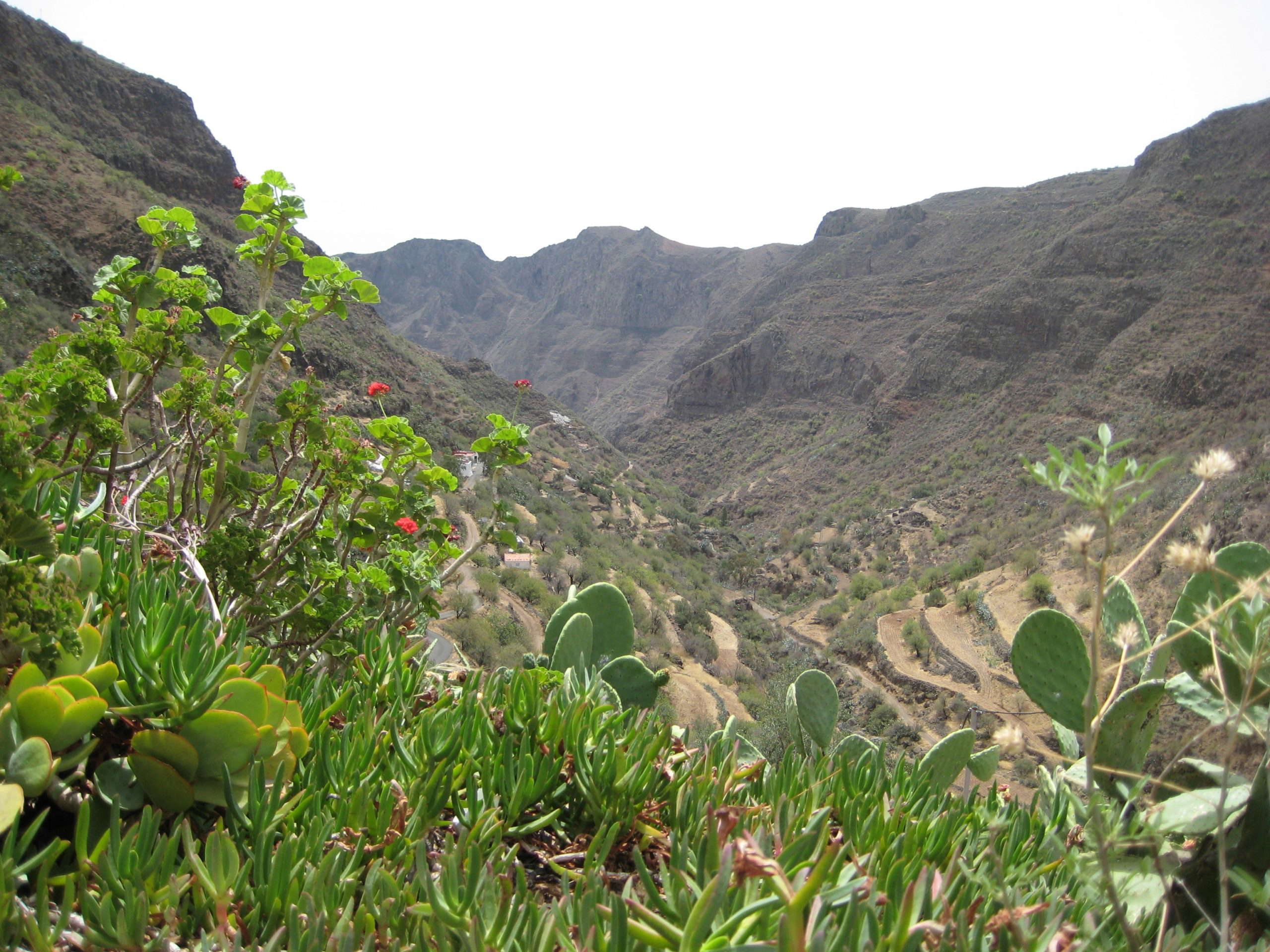 barranco guayadeque gran canaria