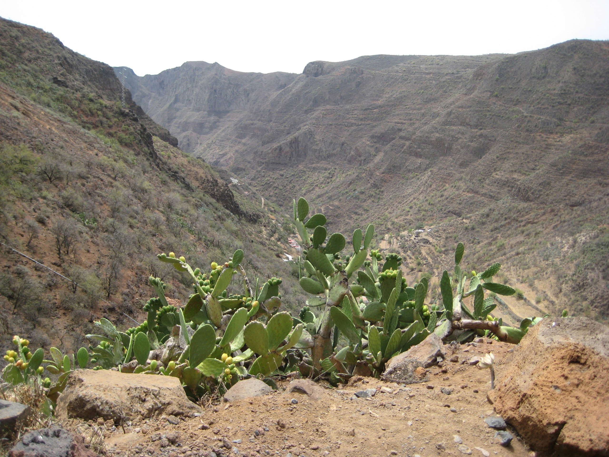 barranco guayadeque gran canaria