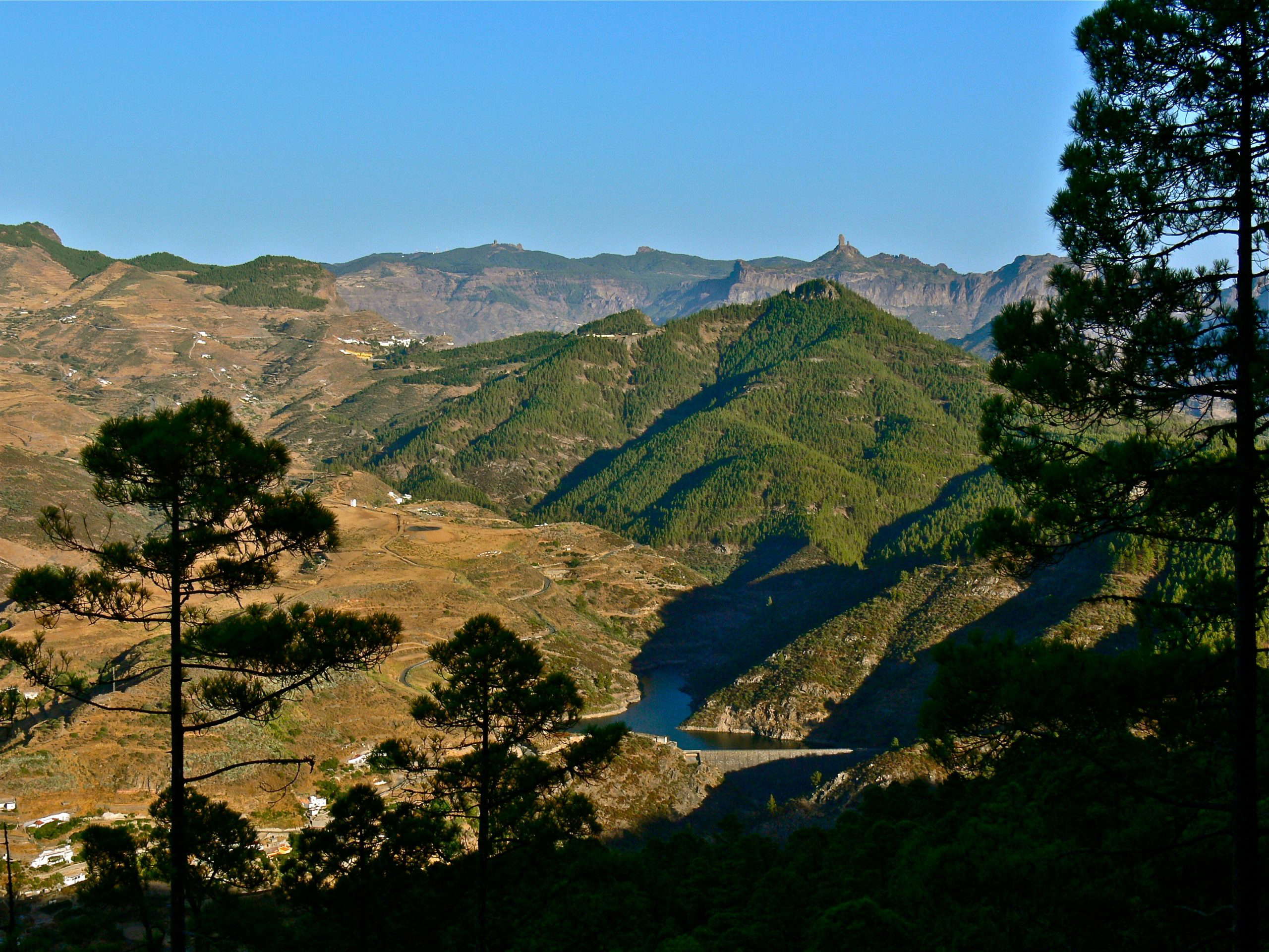 pinares tamadaba gran canaria